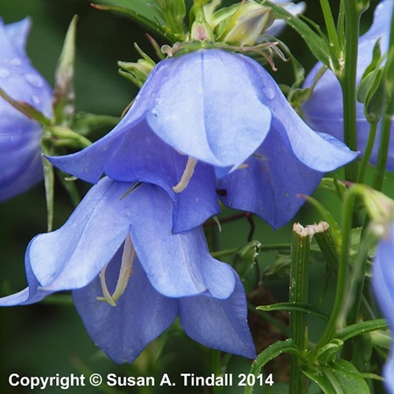 Campanula Persicifolia Perennial Plant 9cm Pot - Set of 3