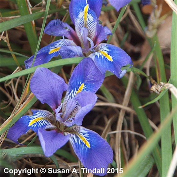 Iris Unguicularis Perennial Plant 2L Pot - Set of 3