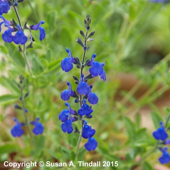 Salvia Blue Note Perennial Plant 9cm - Set of 3