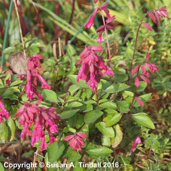 Salvia Wendys Wish Perennial Plant 9cm Pot - Set of 3