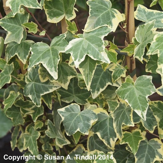 Hedera helix Goldchild in a 3L Deep Pot Climber Plant