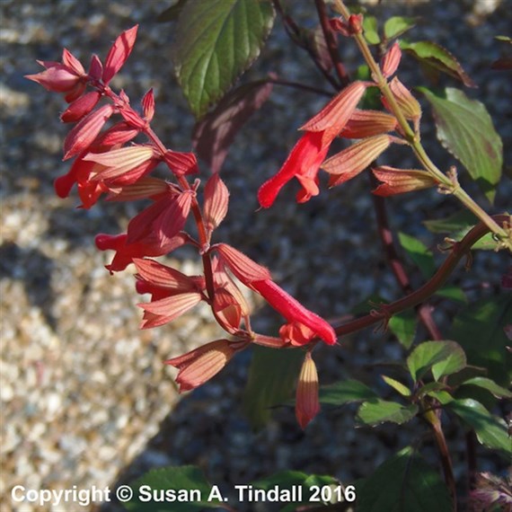 Salvia Embers Wish Perennial Plant 9cm - Set of 3
