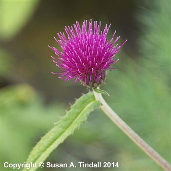 Cirsium Rivulare Trevors Blue Wonder Perennial Plant 2L - Set of 3
