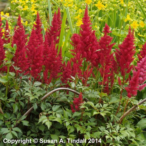 Astilbe Are Fanal Perennial Plant 2L Pot - Set of 3