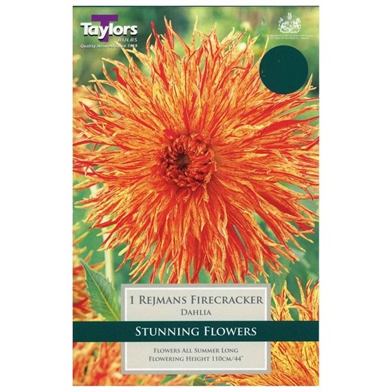 Taylors Bulbs Dahlia Rejmans Firecracker (Single Pack) (TS419)