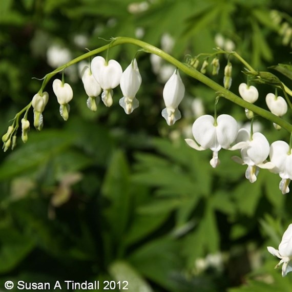 Dicentra Spectabilis Alba Perennial Plant 9cm Pot - Set of 3