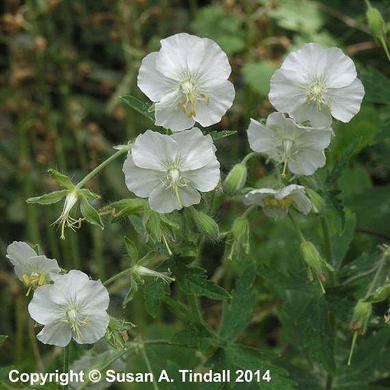 Geranium Phaeum Album Perennial Plant 2L Pot - Set of 3