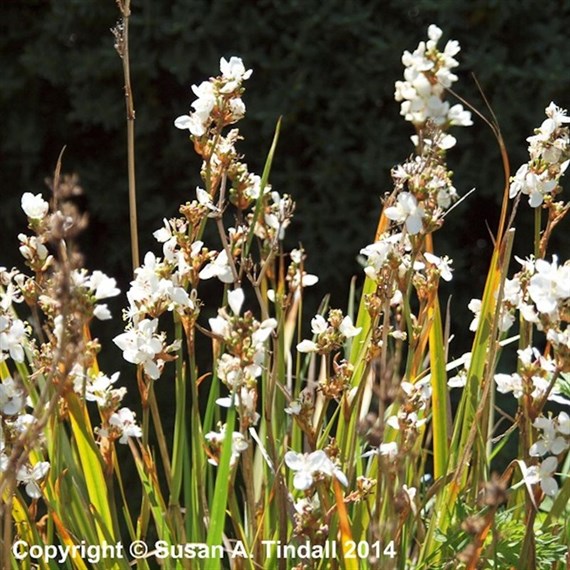 Libertia Grandiflora Perennial Plant 9cm Pot - Set of 3