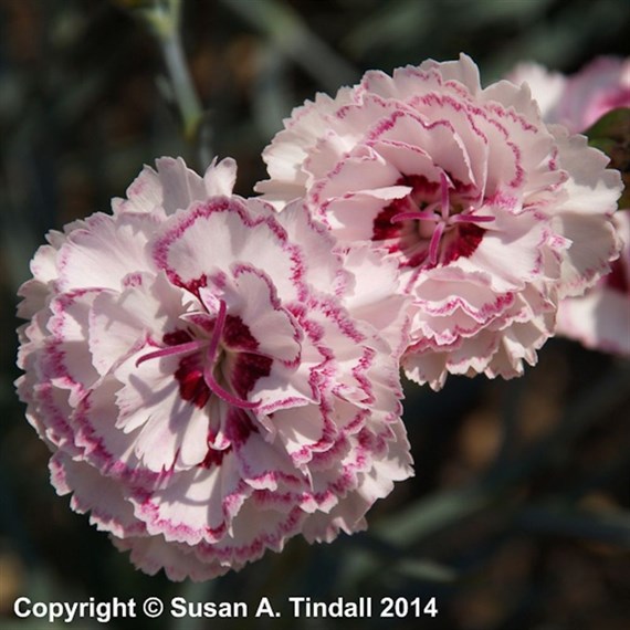 Dianthus Grans Favourite Perennial Plant 9cm Pot - Set of 3