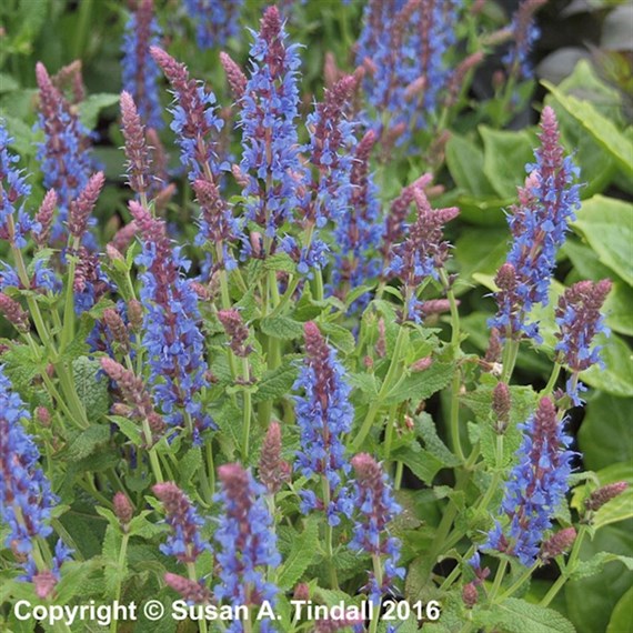 Salvia vBlauhugel Perennial Plant 9cm Pot - Set of 3