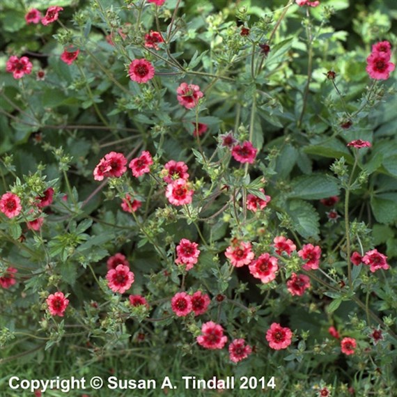 Potentilla Nep Miss Willmott Perennial Plant 9cm Pot - Set of 3