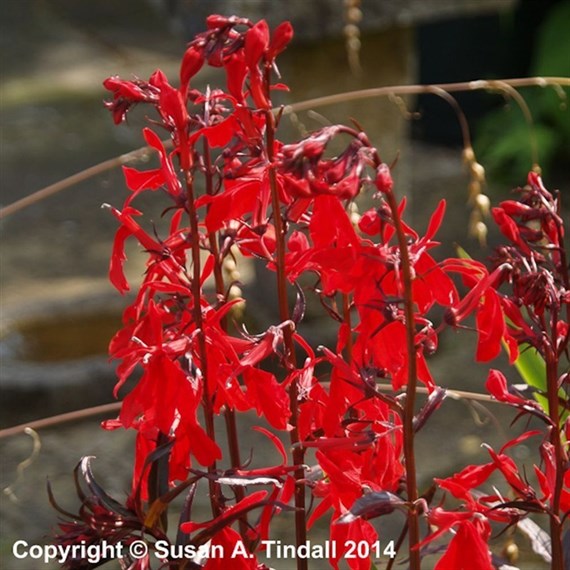 Lobelia Queen Victoria Perennial Plant 9cm - Set of 3