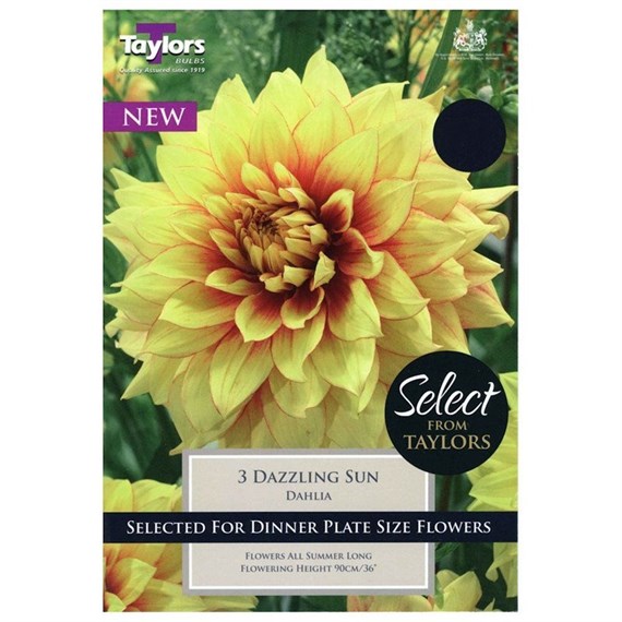 Taylors Bulbs Dahlia Dazzling Sun (2 Pack) (SSE153)