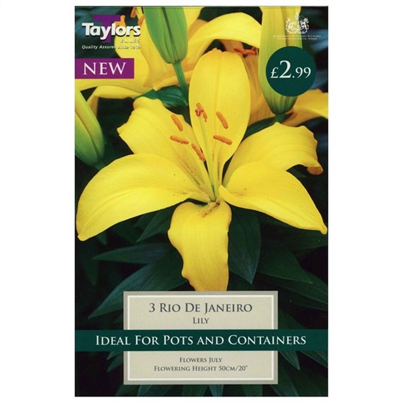 Taylors Bulbs Lily Rio De Janeiro (3 Pack) (TS581)