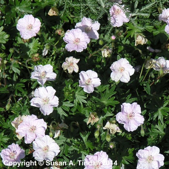 Geranium San Striatum Perennial Plant 2L Pot - Set of 3