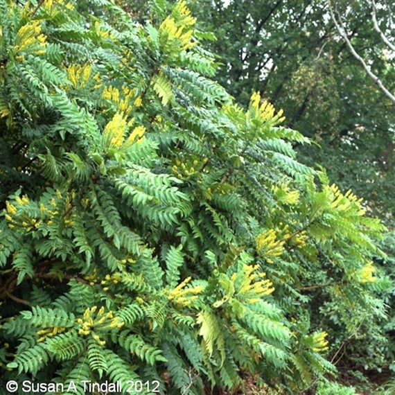 Mahonia media 'Charity' - 4L Pot