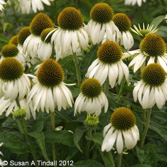 Echinacea Purpurea White Swan Perennial Plant 2L - Set of 3