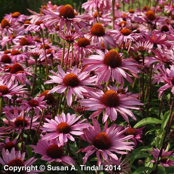 Echinacea Purpurea Magnus Perennial Plant 9cm - Set of 3