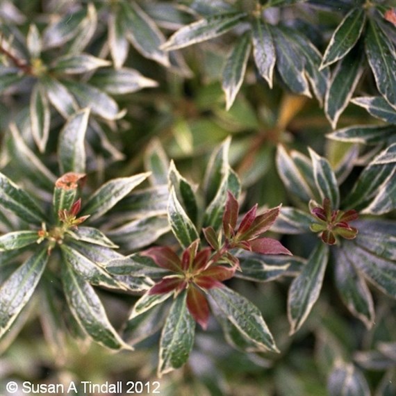 Pieris jap. 'Little Heath' - 7.5L Pot