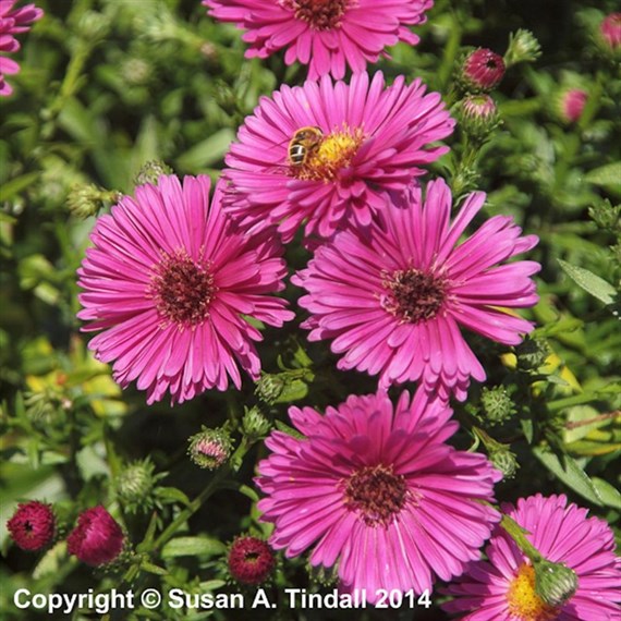 Aster Jenny Perennial Plant 9cm Pot - Set of 3