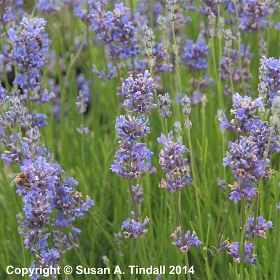 Lavandula Munstead Perennial Plant 2L Pot - Set of 3