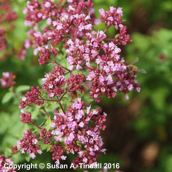Origanum Laevigatum Herrenhausen Perennial Plant 9cm Pot - Set of 3