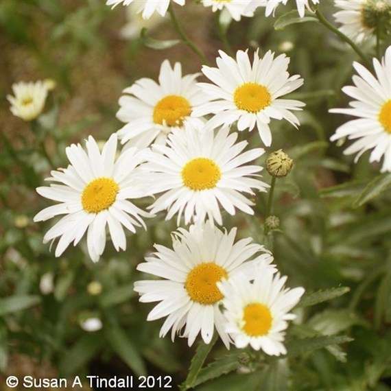 Leucanthemum Silver Princess Perennial Plant 9cm Pot - Set of 3