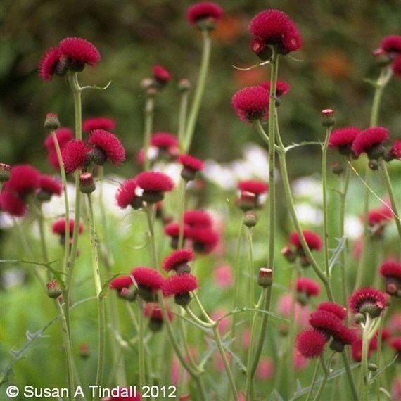 Cirsium Riv Atropurpurea Perennial Plant 9cm Pot - Set of 3