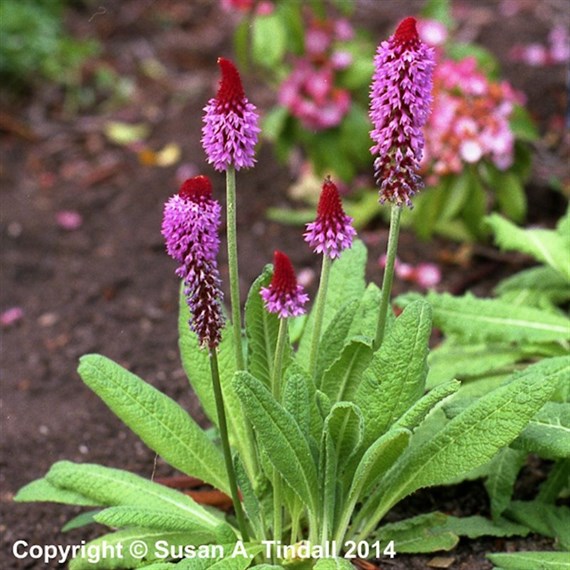 Primula Vialii Perennial Plant 9cm - Set of 3