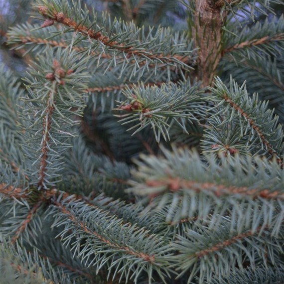 5Kg Blue Spruce Christmas Tree Branch Bundle