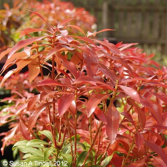 Pieris jap. 'Mountain Fire' - 7.5L Pot