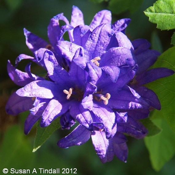Campanula Glomerata Superba Perennial Plant 9cm Pot - Set of 3