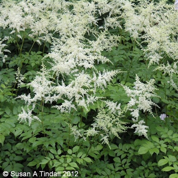 Astilbe Deutschland Perennial Plant 2L Pot - Set of 3