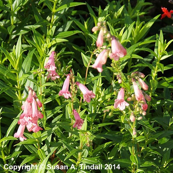 Penstemon Hewells Pink Perennial Plant 9cm Pot - Set of 3