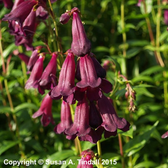 Penstemon Raven Perennial Plant 9cm Pot - Set of 3