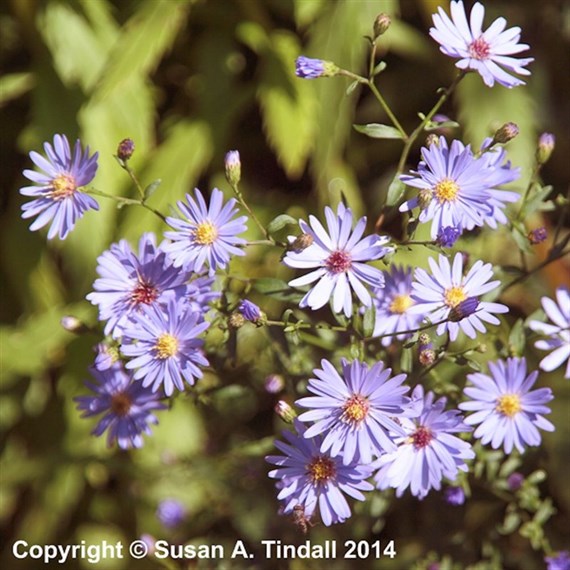 Aster Little Carlow Perennial Plant 9cm Pot - Set of 3
