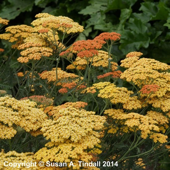 Achillea Terracotta Perennial Plant 9cm Pot - Set of 3
