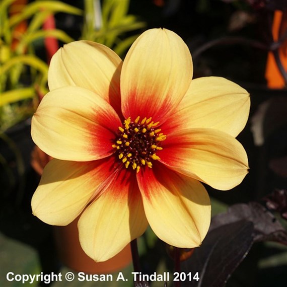 Dahlia Moonfire Perennial Plant 2L - Set of 3