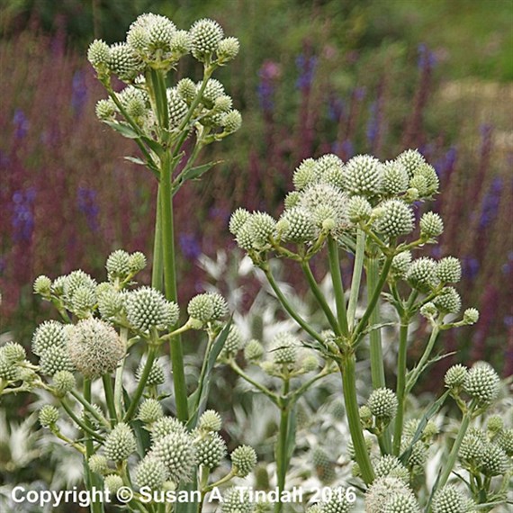 Eryngium Yuccifolium Perennial Plant 9cm Pot - Set of 3