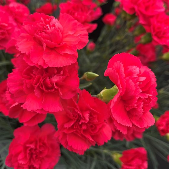 Dianthus Cheryl Perennial Plant 9cm Pot - Set of 3