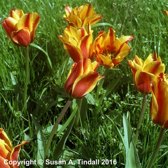 Tulip Cape Cod Spring Bulbs 10.5cm Potted Bulbs Bedding