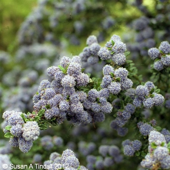 Ceanothus 'Blue Mound' - 7.5L Pot