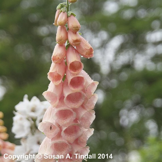 Digitalis Purp Suttons Apricot Perennial Plant 9cm - Set of 3