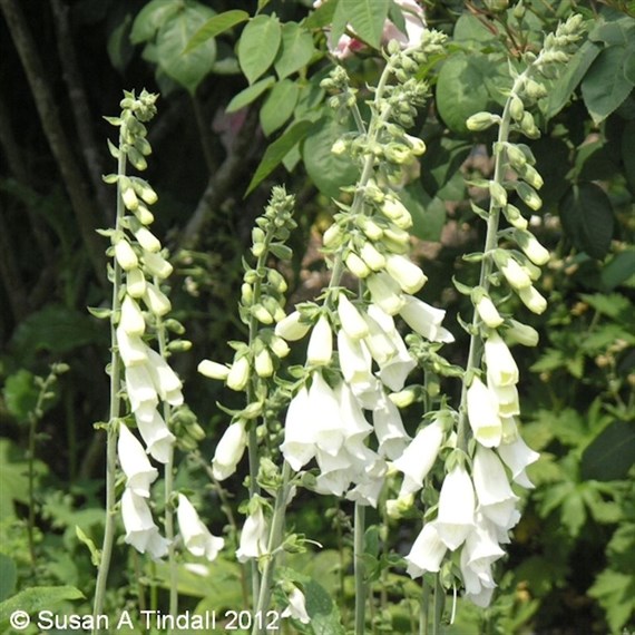 Digitalis Purp Alba Perennial Plant 9cm Pot - Set of 3