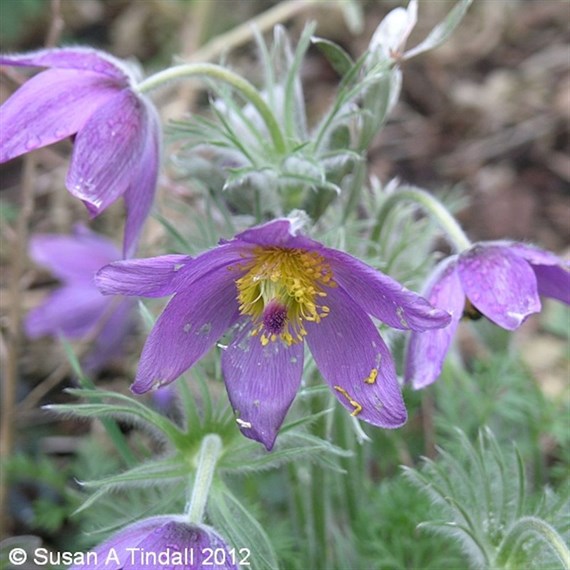 Pulsatilla Vulgaris Perennial Plant 9cm Pot - Set of 3