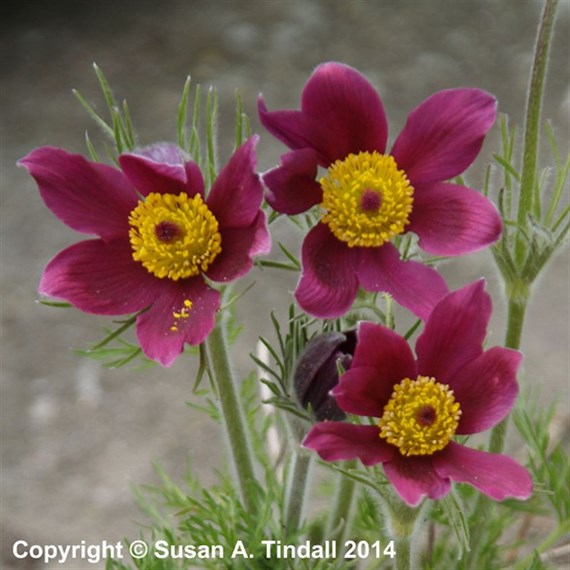 Pulsatilla Vulgaris Rubra Perennial Plant 9cm Pot - Set of 3