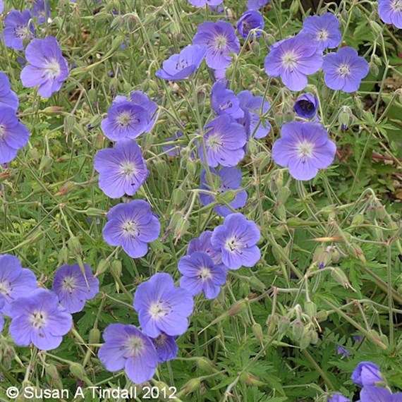 Geranium Brookside Perennial Plant 2L - Set of 3