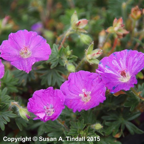 Geranium San Max Frei Perennial Plant 2L - Set of 3