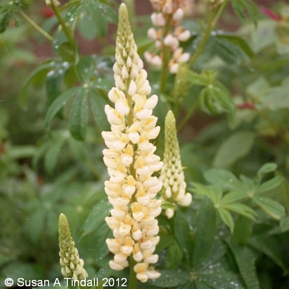 Lupinus Chandelier Perennial Plant 9cm Pot - Set of 3