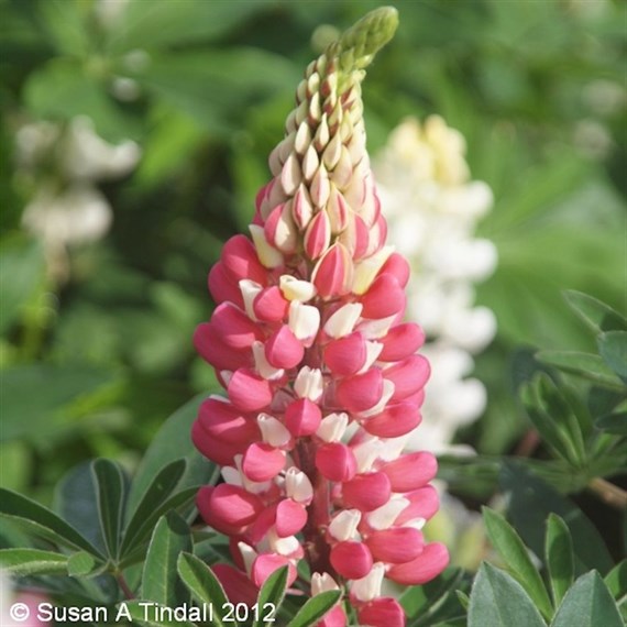 Lupinus La Chatelaine Perennial Plant 9cm Pot - Set of 3